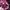 NEPA Sportswear Hat Wanita pink photo 3