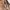 Lolita Casual Shoulder bag Wanita brown photo 6