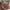 Lolita Casual Shoulder bag Wanita brown photo 1