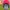 Von Dutch Vintage Hat Pria red blue photo 3
