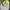 Y-3 Luxury Sportswear Hat Pria green cream photo 3