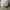 Y-3 Luxury Sportswear Hat Pria green cream photo 2