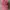 Dickies Streetwear Skater Hat Pria burgundy photo 1