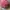 Dickies Streetwear Skater Hat Pria burgundy photo 2