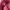 Dickies Streetwear Skater Hat Pria burgundy photo 4