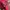 Evisu Vintage Casual Hoody Pria red photo 4