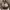 Loewe Casual Tote Bag Wanita Tan