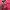 Pancoat Y2K Hoody Pria pink photo 6