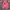 Pancoat Y2K Hoody Pria Pink