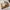 Nike Streetwear Skater Sneakers Pria white black photo 4