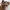 VANS Streetwear Sneakers Pria brown photo 1