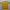 Nike Sportswear Jersey Pria yellow photo 3