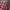 Japanese brand Streetwear Casual Casual shirt Pria burgundy brown photo 2