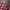 Japanese Brand Streetwear Casual Casual Shirt Pria Burgundy Brown
