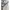 Champion Streetwear Sweatshirt Pria gray photo 2
