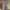 ZARA Casual Midi dress Wanita brown photo 1