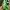 Crocs Streetwear Minimalist Sandals & Slide Pria Green