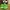 Crocs Streetwear Minimalist Sandals & slide Pria green photo 2