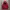 Uniqlo Streetwear Casual Windbreaker Pria red photo 1