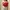 H&M Lolita Crop top Wanita red photo 1