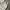 Lee Y2K Casual T-shirt Pria cream photo 4