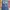 Red Pepper Vintage Jeans Pria navy blue photo 3