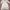 Luxury Nightgown Wanita White Cream