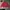 Beverly Hills Polo Club Vintage Harrington jacket Pria red photo 1