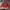 Beverly Hills Polo Club Vintage Harrington Jacket Pria Red