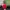 Dickies Streetwear Avant Garde Sweater Pria red photo 7