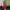 Dickies Streetwear Avant Garde Sweater Pria red photo 1
