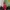 Dickies Streetwear Avant Garde Sweater Pria Red