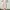 Prada Vintage Evening dress Wanita tan photo 5