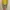 GAP Casual Cardigan Wanita yellow photo 1