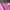 ZARA Luxury Shirt dress Wanita pink photo 6