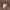 Carhartt Vintage Y2K Short Pria brown photo 7