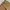 Carhartt Vintage Y2K Short Pria brown photo 3