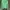 Giordano Sportswear Hoody Wanita green photo 1