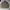 Element Minimalist Casual Harrington jacket Pria tan photo 1