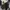 Lolita Cosplay Short Wanita tan brown photo 1