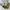 MLB Y2K Skater Sneakers Wanita white photo 1