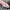 Onitsuka Tiger Streetwear Casual Sneakers Wanita Tan Pink