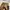 Fieldcore Gorpcore Biker Tracksuit Pria brown photo 6
