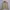 Polo Ralph Lauren Casual Bomber jacket Pria cream photo 2