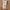 Carhartt Vintage Dungaree Pria brown photo 8