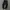 Adidas Sportswear Casual Sweatpants & Joggers Pria black photo 2