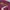Feltics Casual Sweatshirt Pria burgundy photo 4