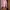 Greenlight Casual Sweatshirt Wanita pink photo 1