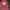 Made in USA Luxury Casual Parka Wanita red photo 5