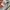 Dickies Casual Casual shirt Pria multicolor photo 7